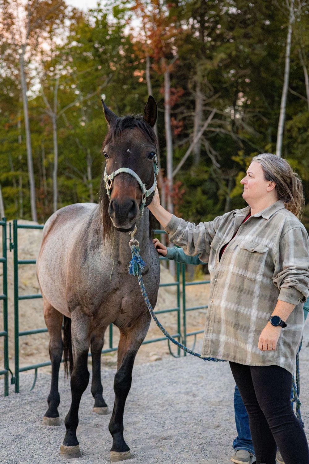 Three gray draft horses stand tied in a gravel paddock while handlers tend to them in an outdoor setting.