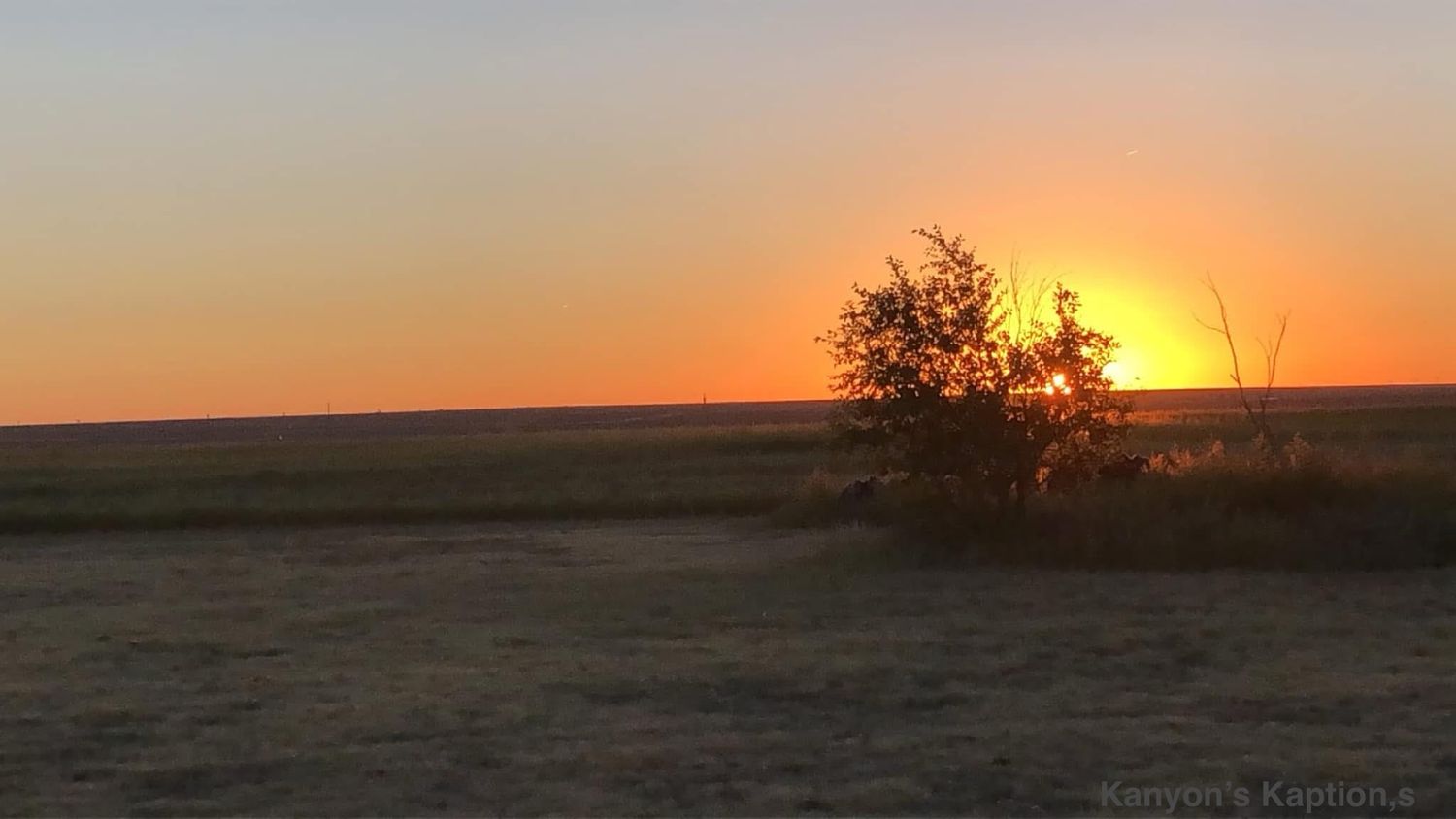 Orange sunset over prairie landscape with silhouetted tree.