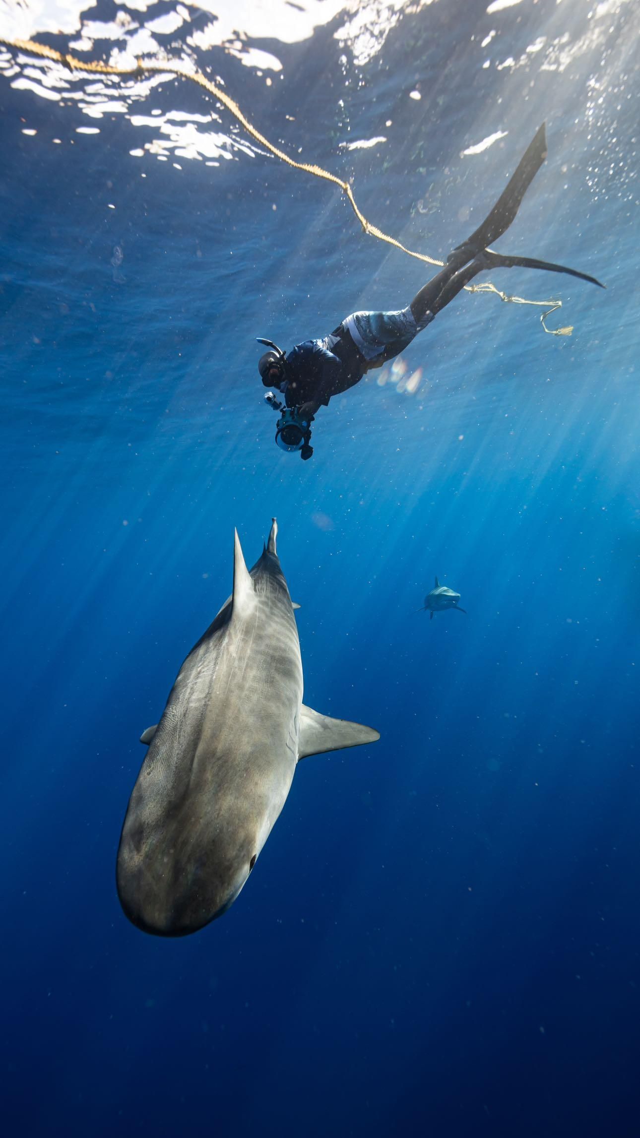 Freediver swimming near large Tiger shark in deep blue ocean waters.