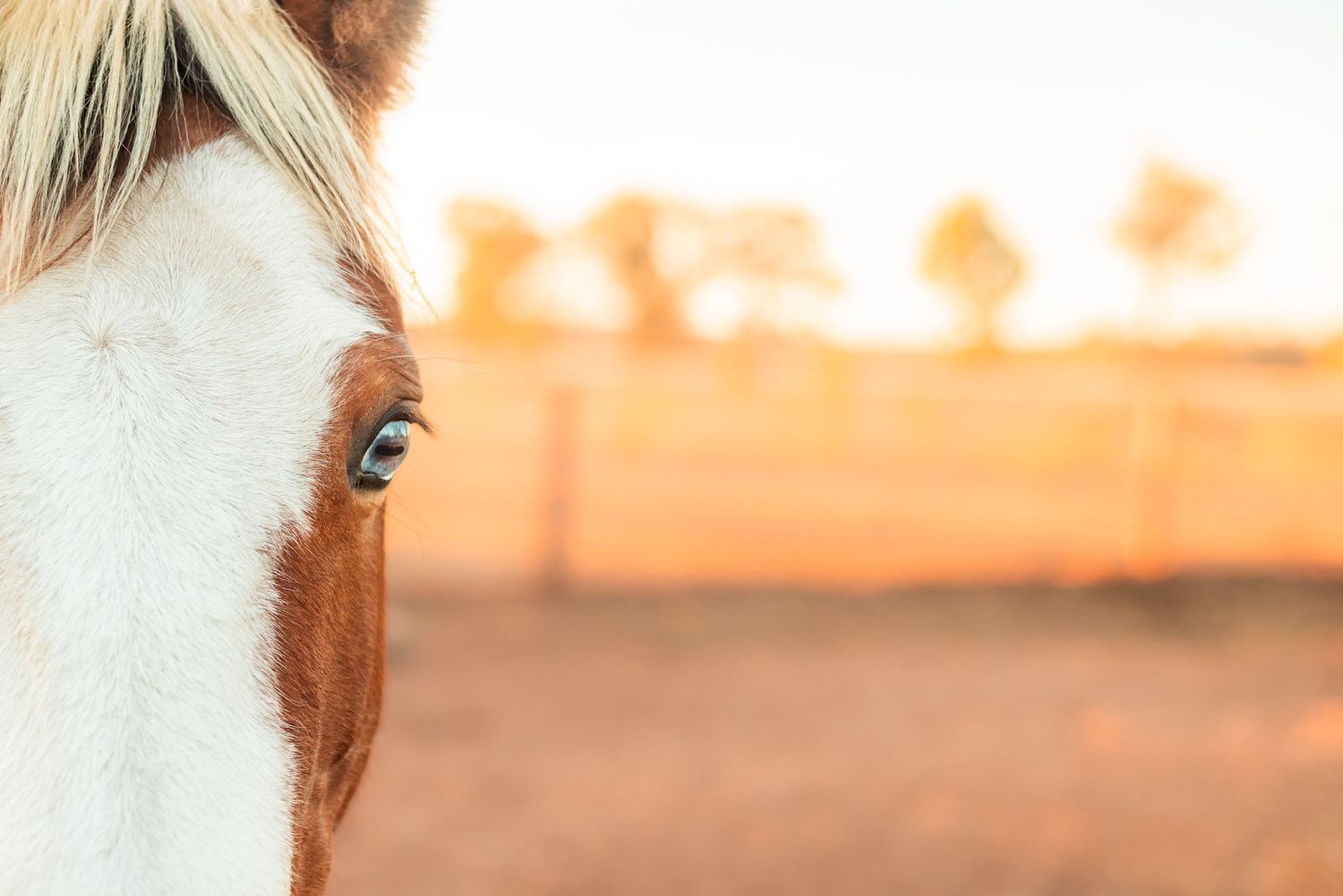 Close-up of white horse's eye and face during golden sunset.
