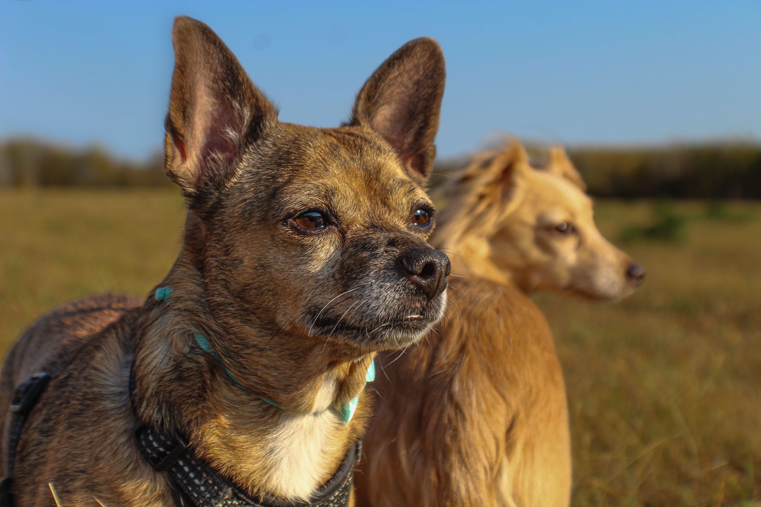 Close-up portrait of two dogs in a sunny green field, one brown and one golden in background.