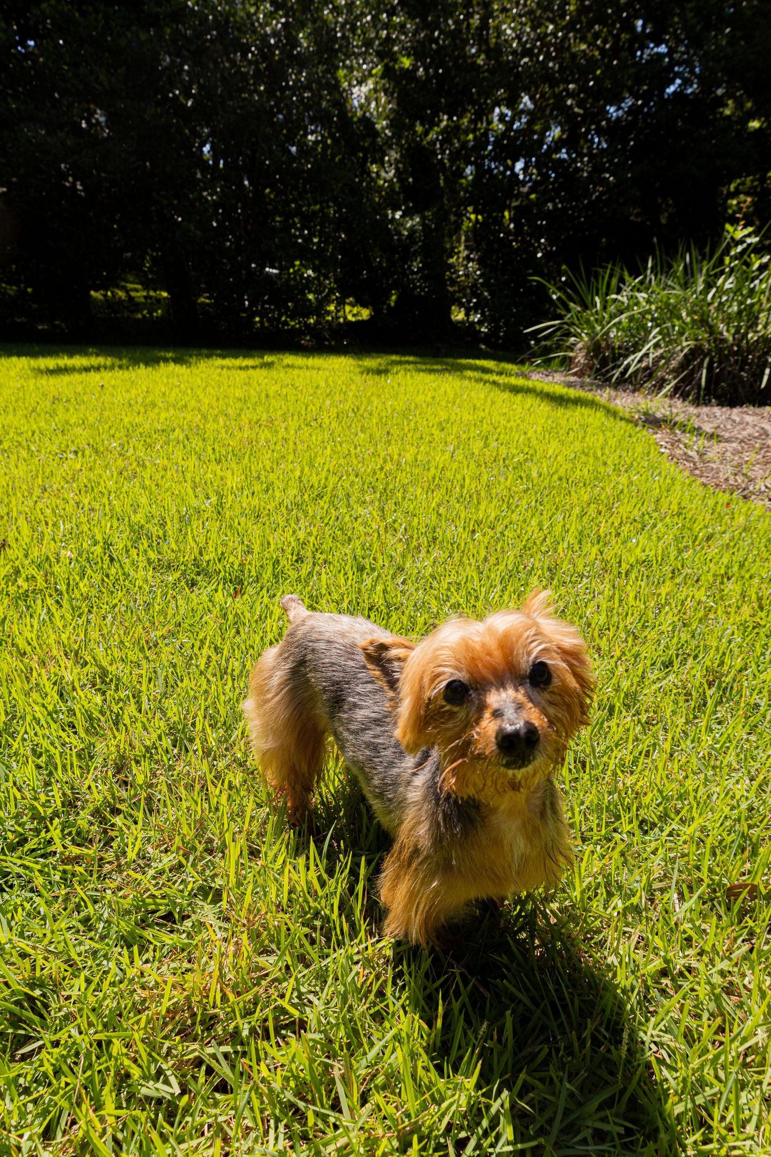 dog