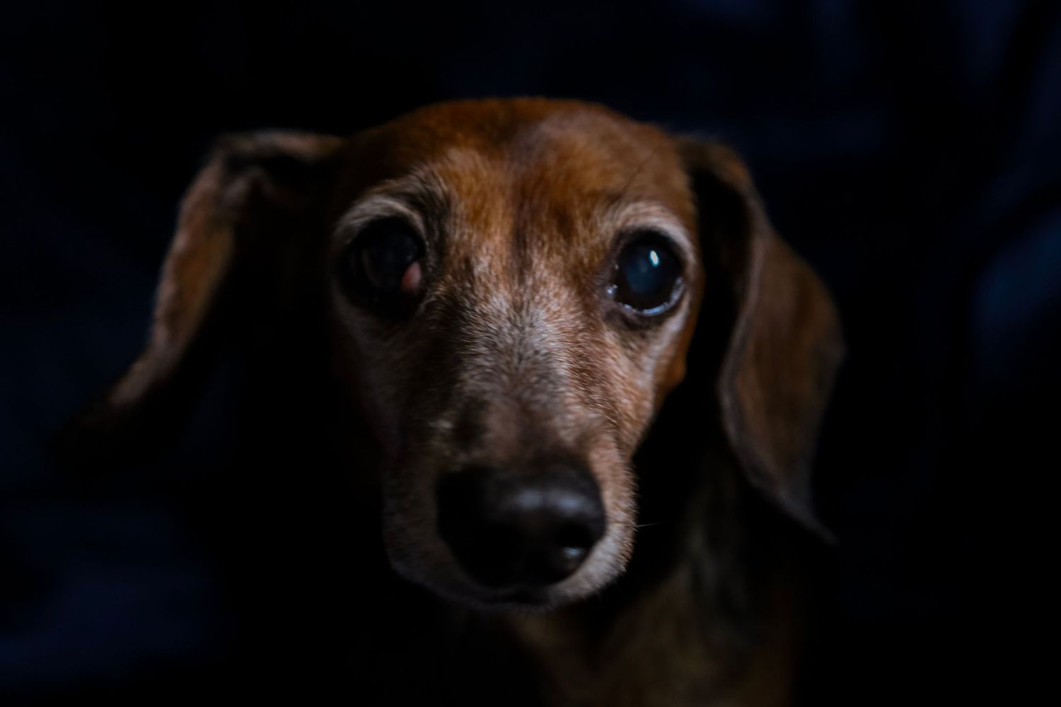 dog, close up