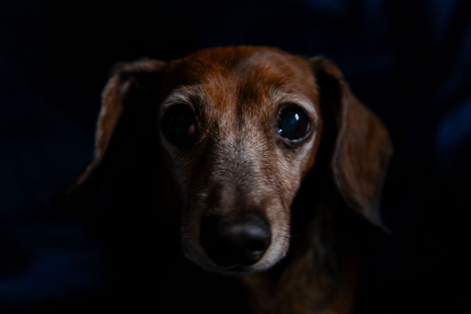 dog, close up