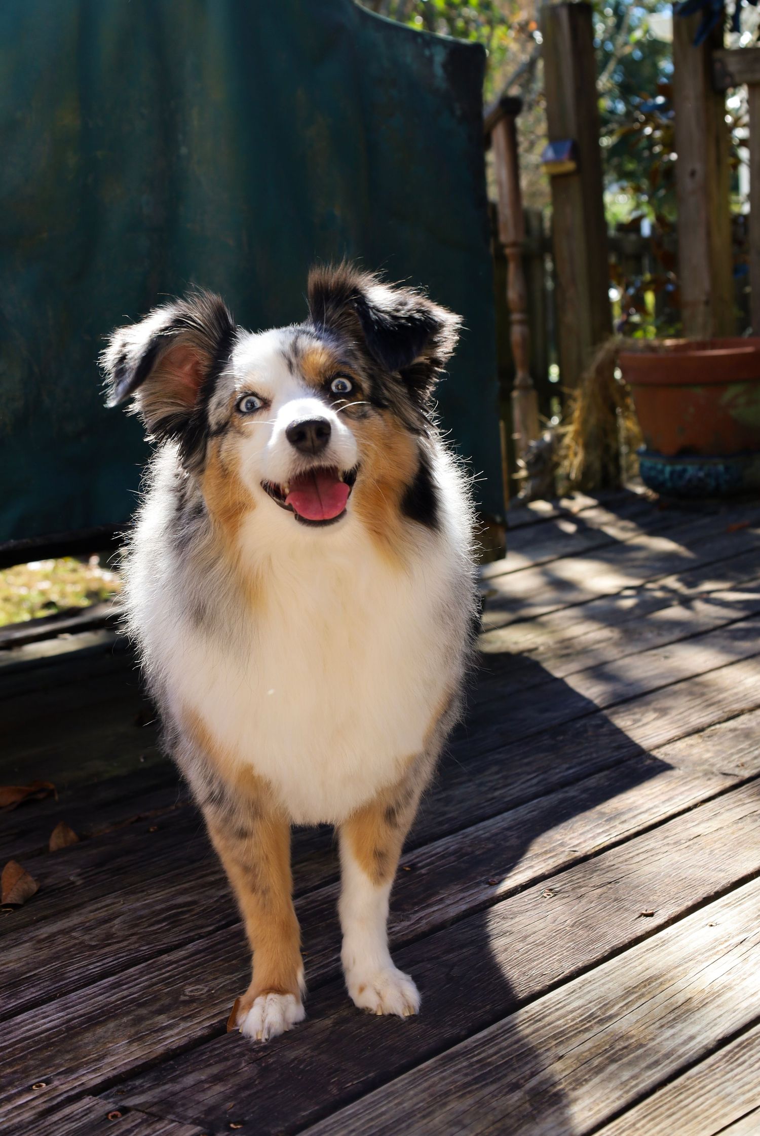 A black and white Australian Shepherd dog sits happily on a wooden deck in bright sunlight.