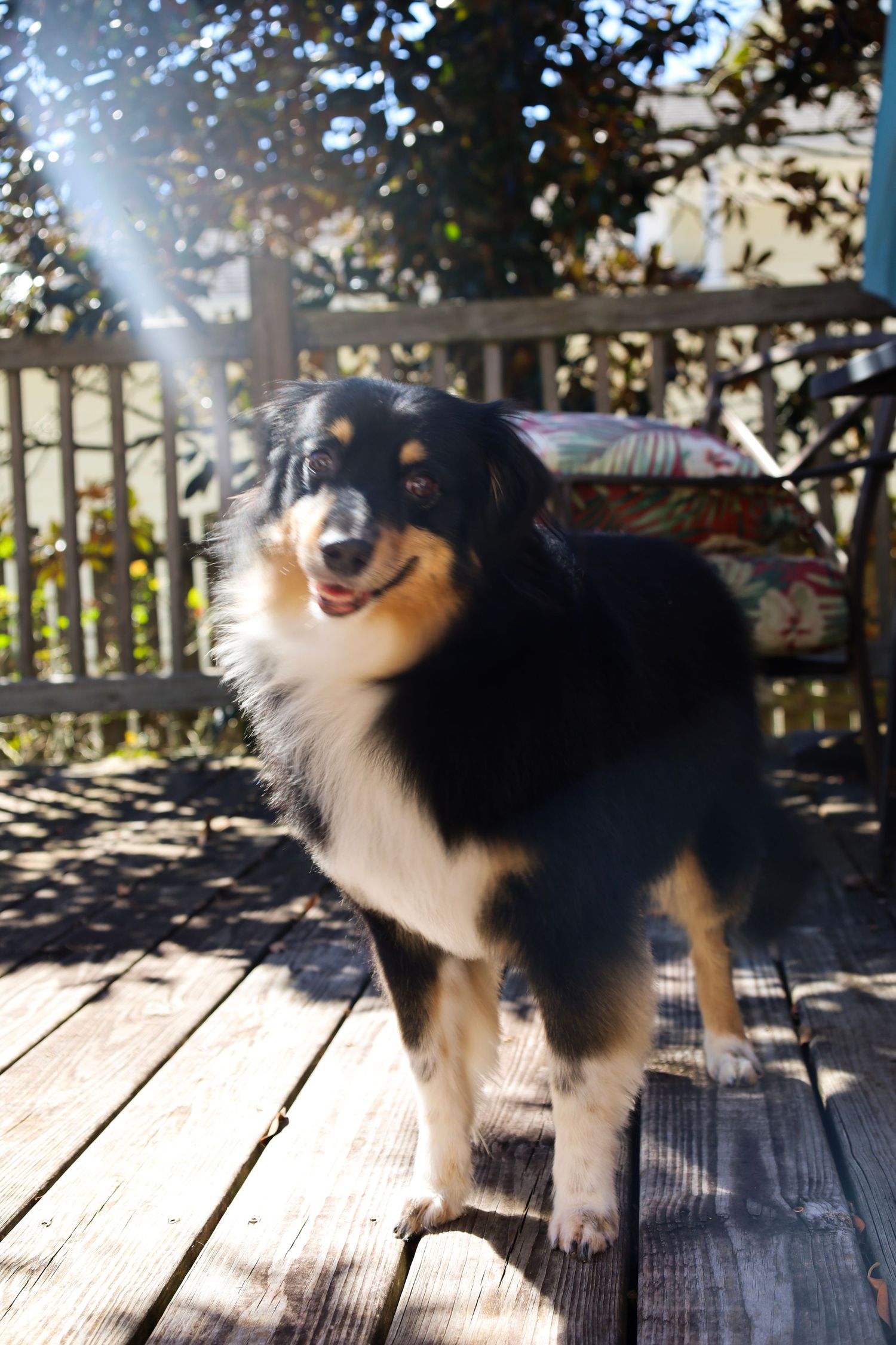 Happy Australian Shepherd dog standing on a wooden deck in sunlight with a white picket fence in the background.