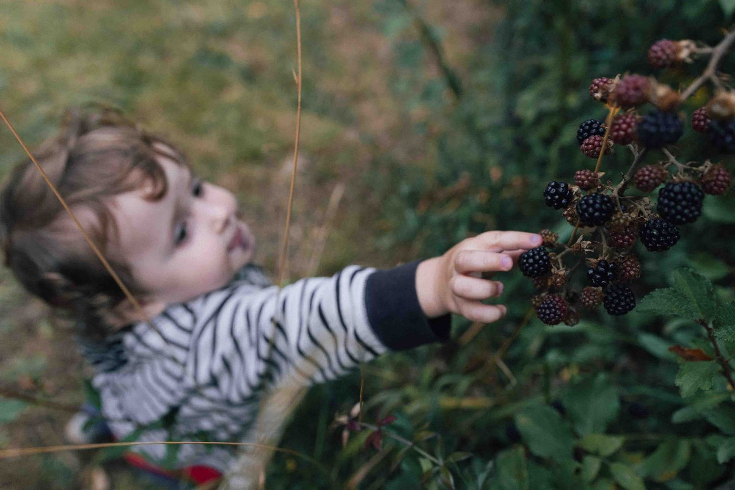 A person in a striped shirt reaches out to touch wild blackberries growing on green bushes in a garden setting.
