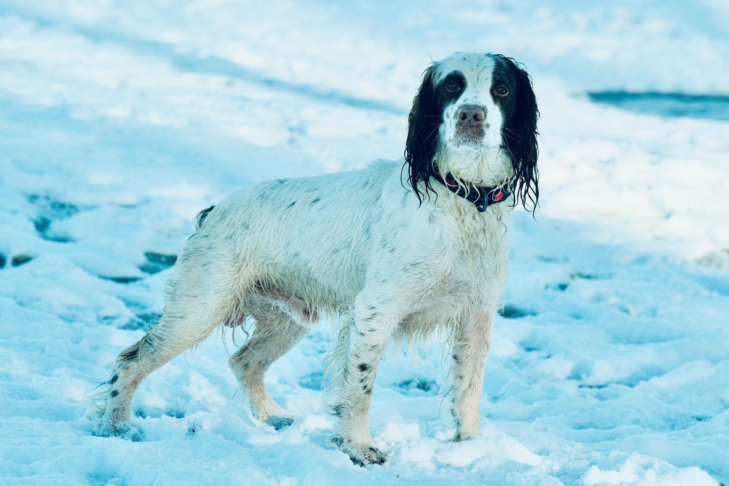 Dog portrait of a springer spaniel stood in a snowy scene.