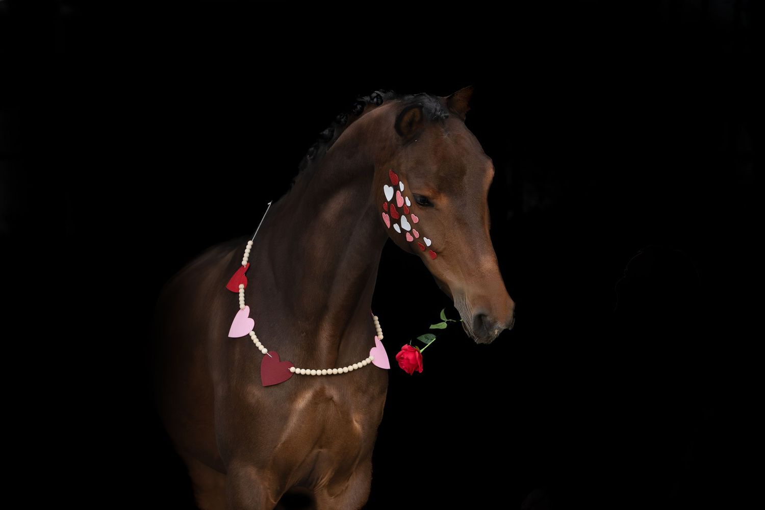 paardenfotografie, dierenliefde, natuur, heide, bos, Dierenliefde