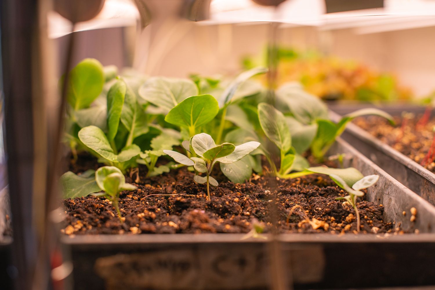 tiny plants in a hot house waiting to be planted outside in the fields