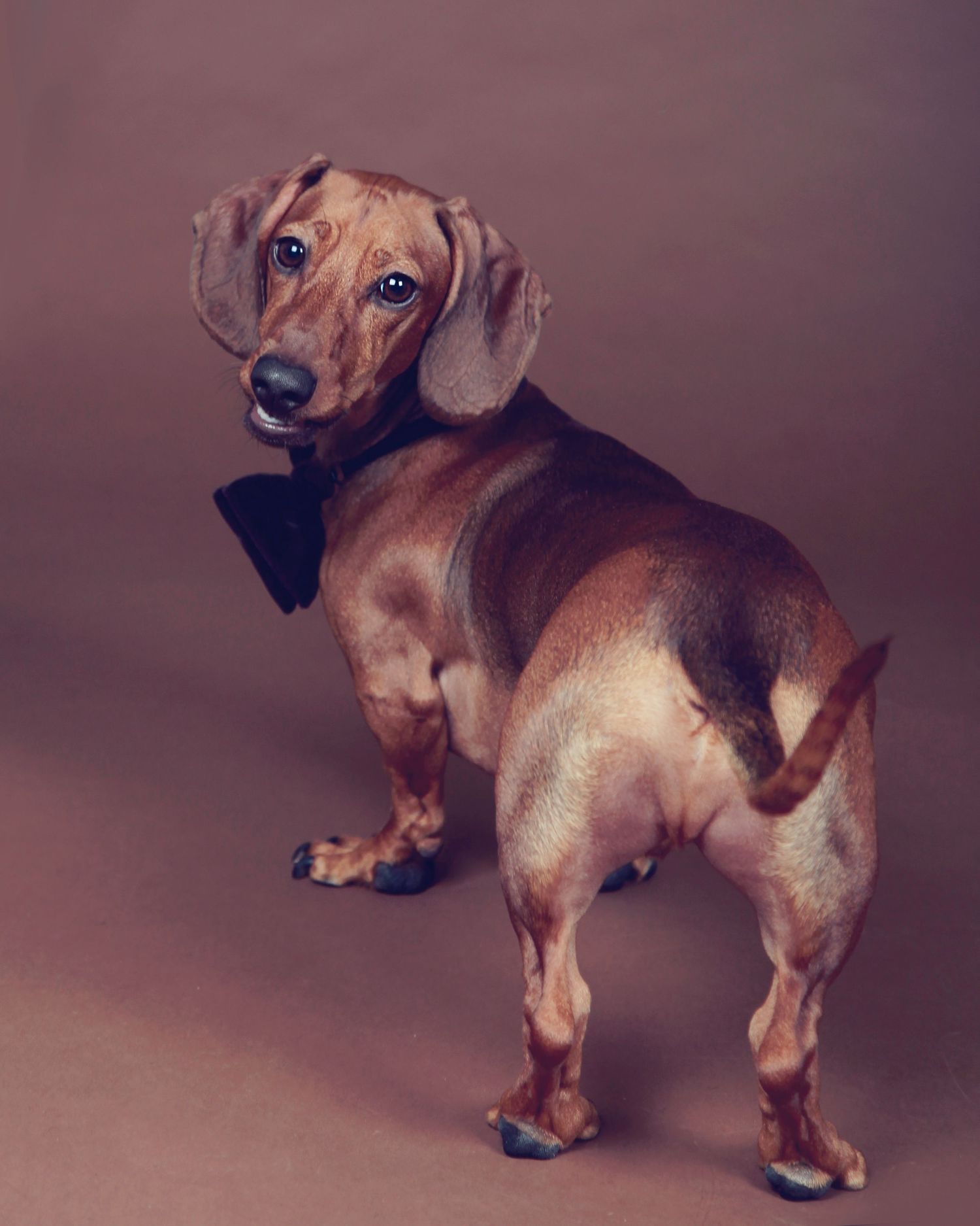 Barnsley, dog photography, dog photos