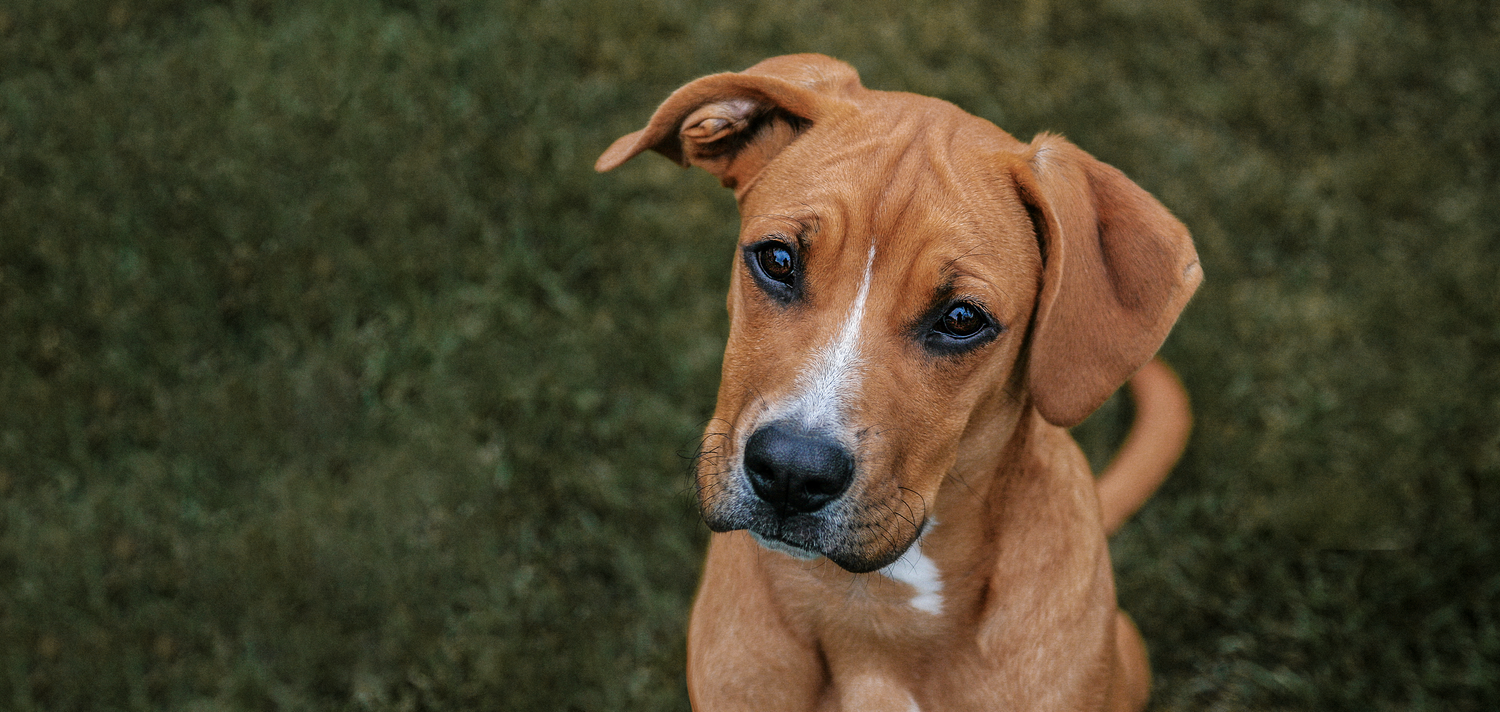 Barnsley, dog photography, dog photos, dog photographer