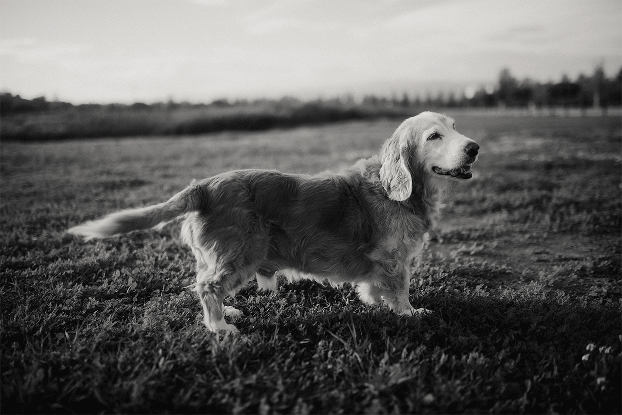 End of life pet photography en Tarragona con estilo respetuoso