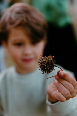 Close-up of hand holding dried seedpod against blurred background.
