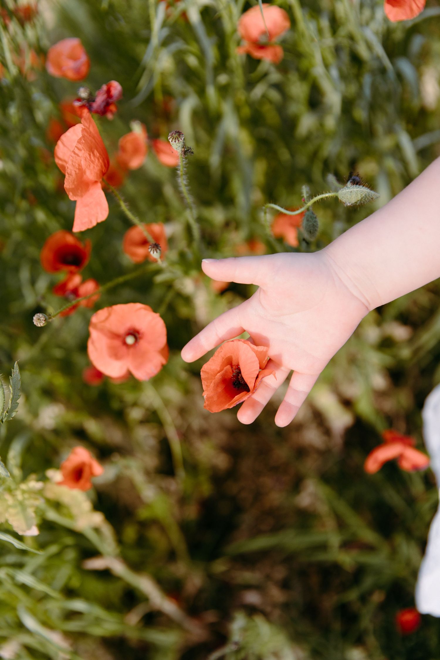 Small hand reaching to touch vibrant orange poppies in a garden.