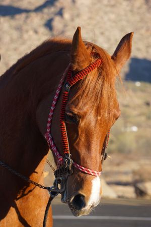 Close-up of a chestnut horse wearing decorative red and pink bridle gear.
