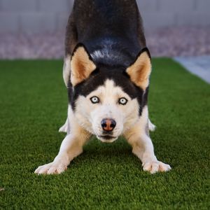 Husky dog with striking blue eyes laying on artificial green turf.