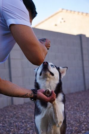 Person playing with a black and white dog in a backyard setting.