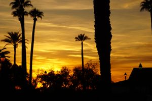 Palm trees silhouetted against a vibrant orange and gold sunset sky create a tropical panoramic view.