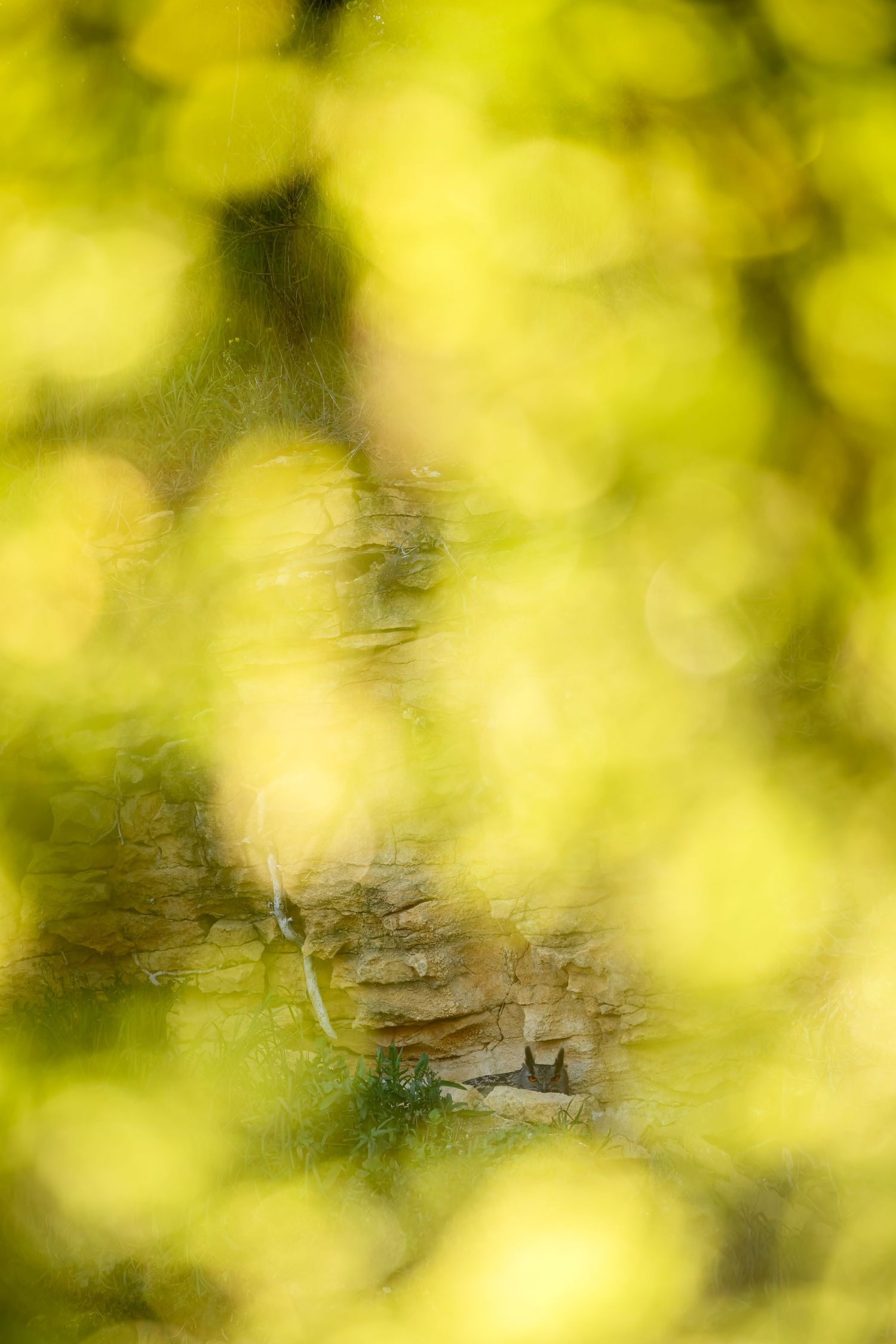 Abstract blurred nature background with soft yellow and green bokeh lights creating a dreamy atmosphere.