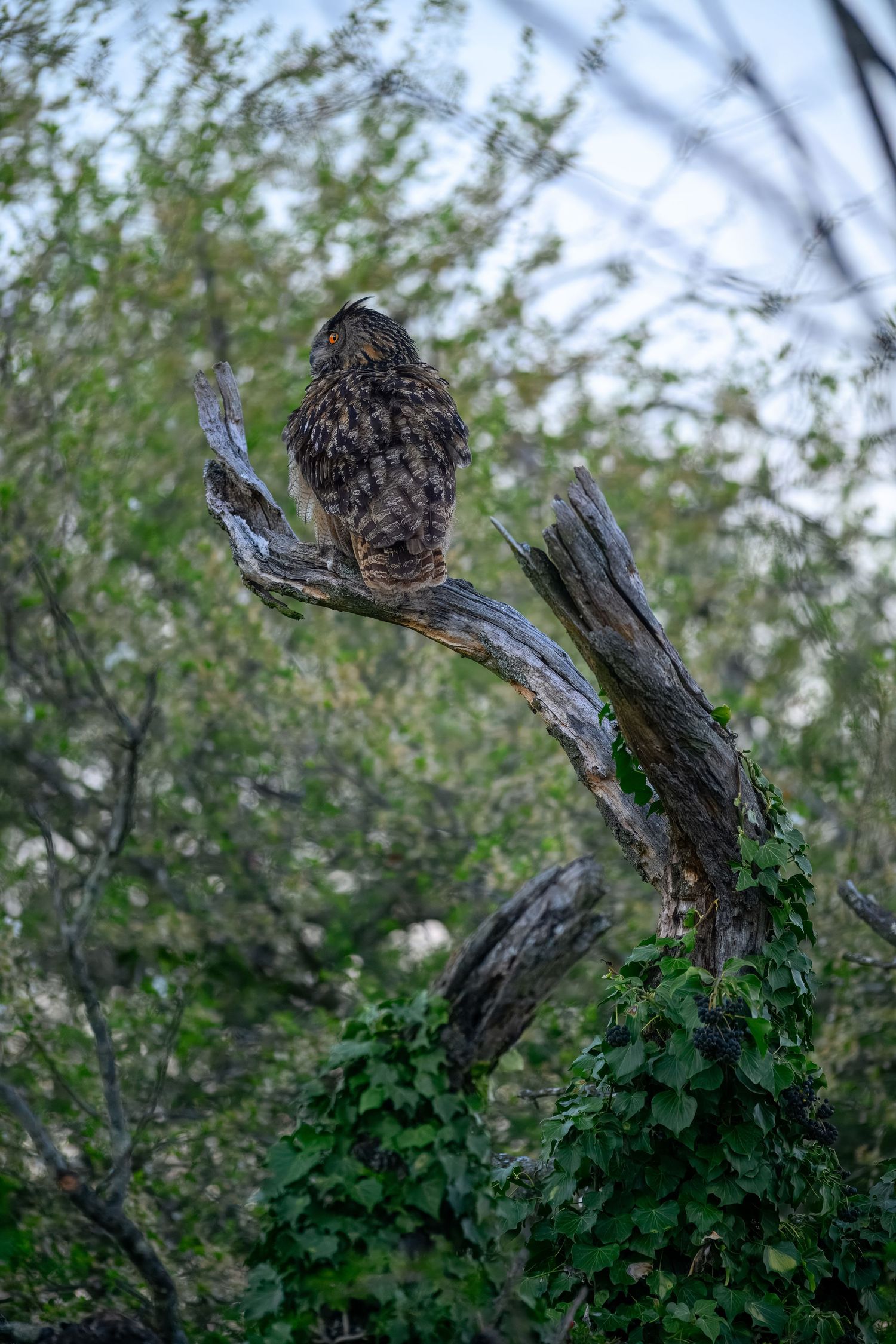 A majestic owl perches on a weathered tree branch against a backdrop of green foliage in natural lighting.