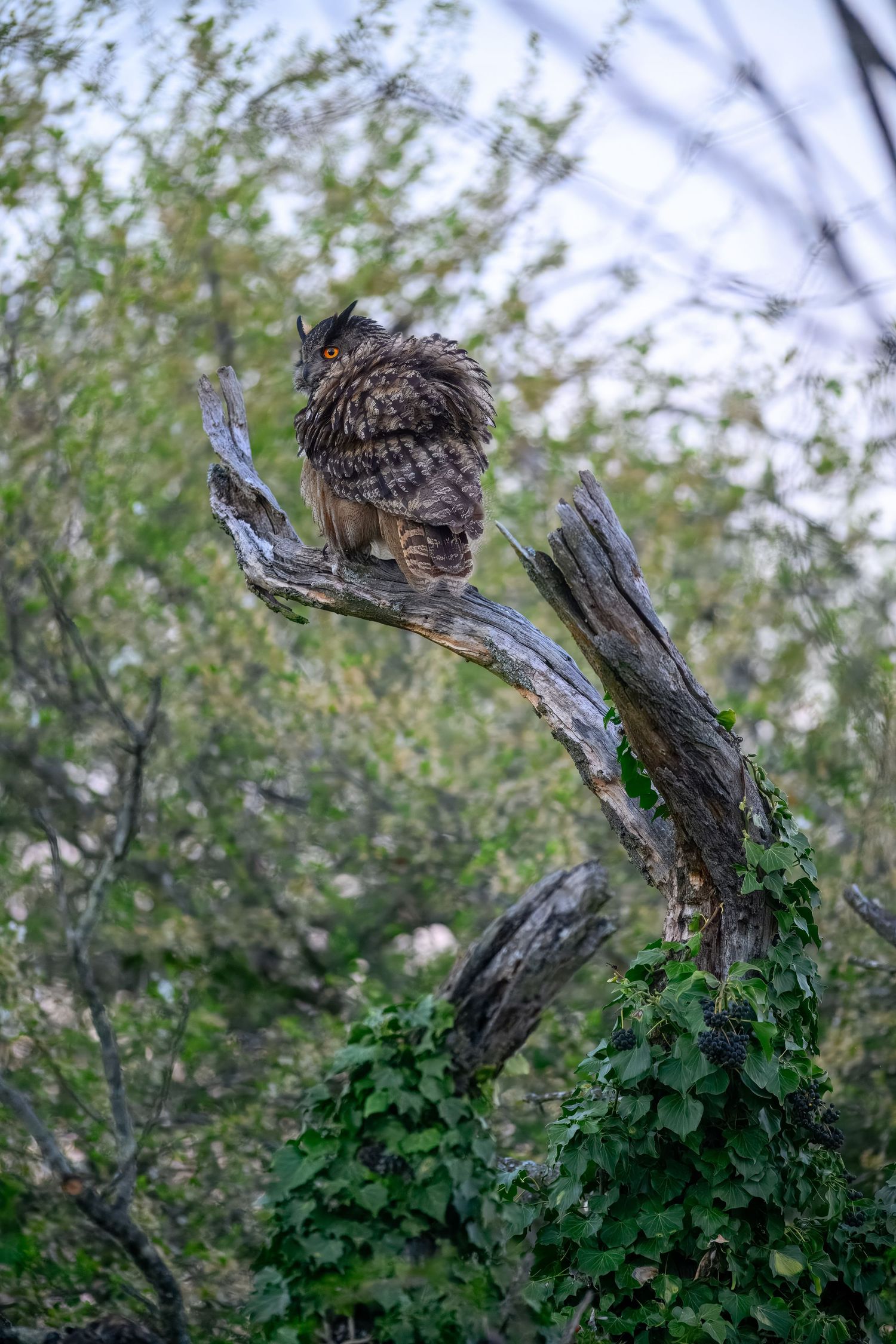 A sequence of five photos showing a great horned owl perched on a weathered tree stump covered in ivy.