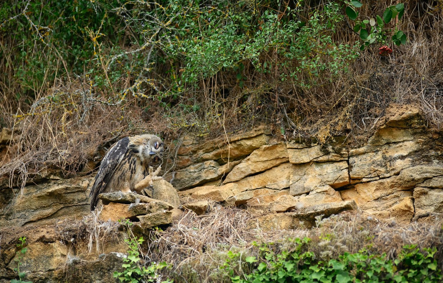 An eagle owl perched on rocky terrain surrounded by dry grass and green shrubs in a natural habitat.