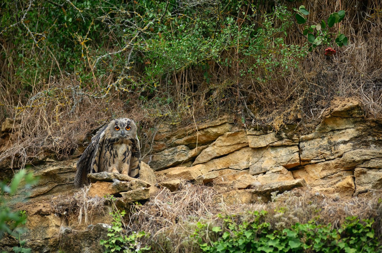 An eagle owl perched on rocky terrain surrounded by lush green vegetation and dry brush in a natural habitat.