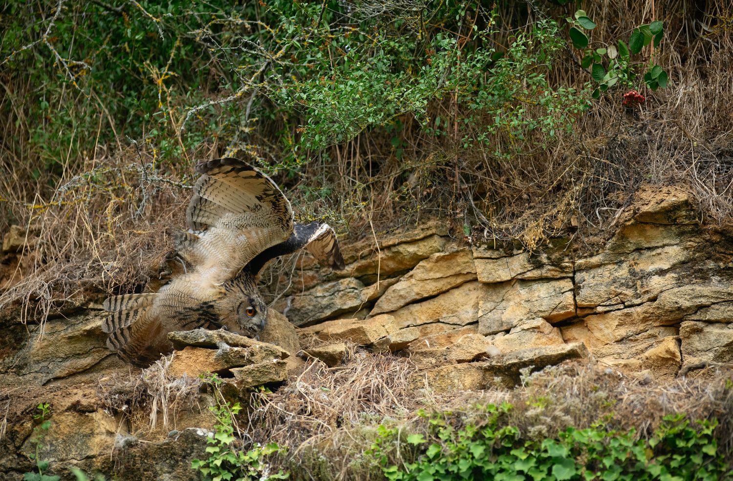 A wild turkey spreads its wings on rocky terrain surrounded by dense green brush and bare branches.