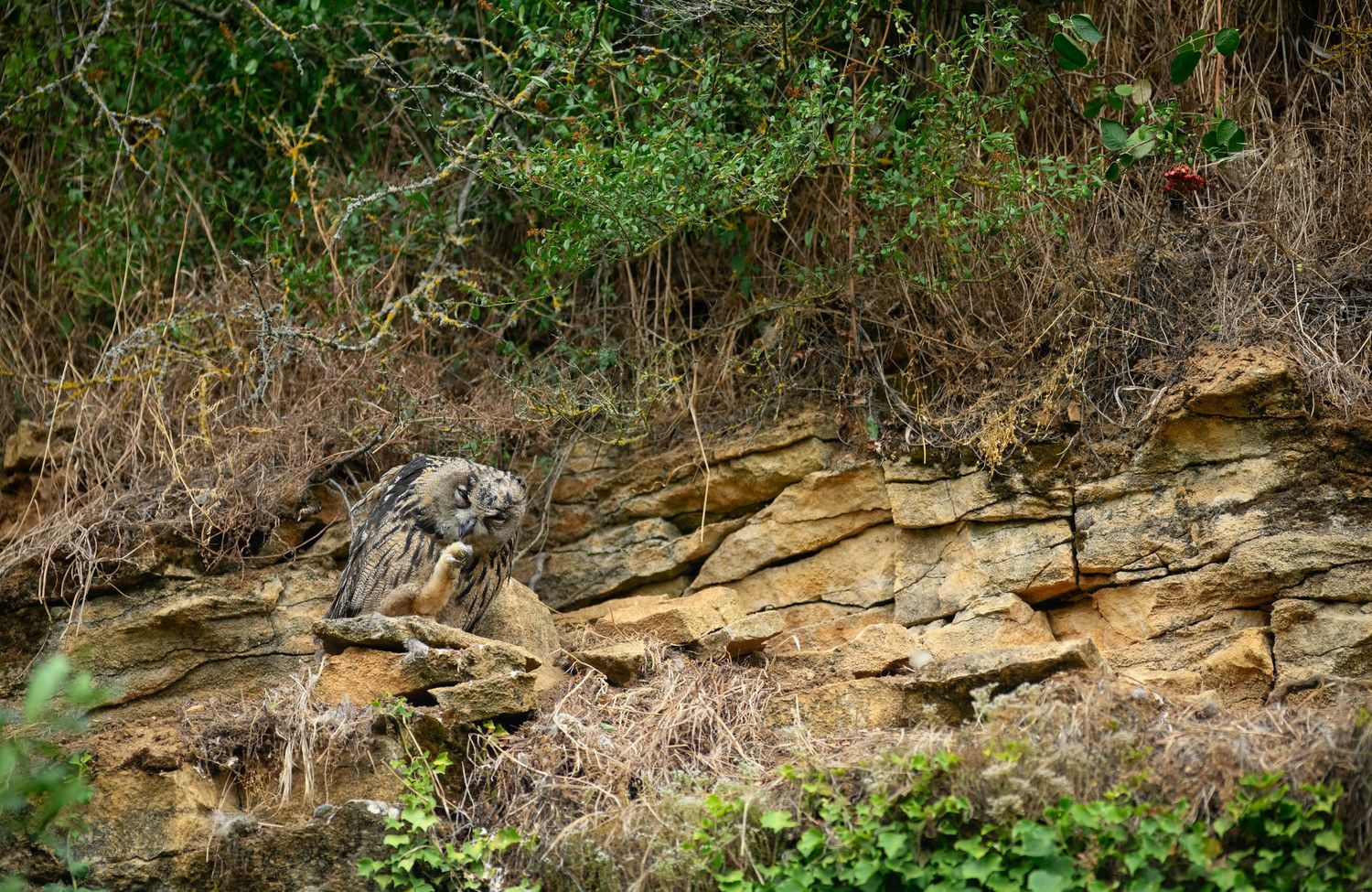 An owl perched on rocky layered stone cliffs surrounded by dry brush and green foliage in a natural woodland setting.