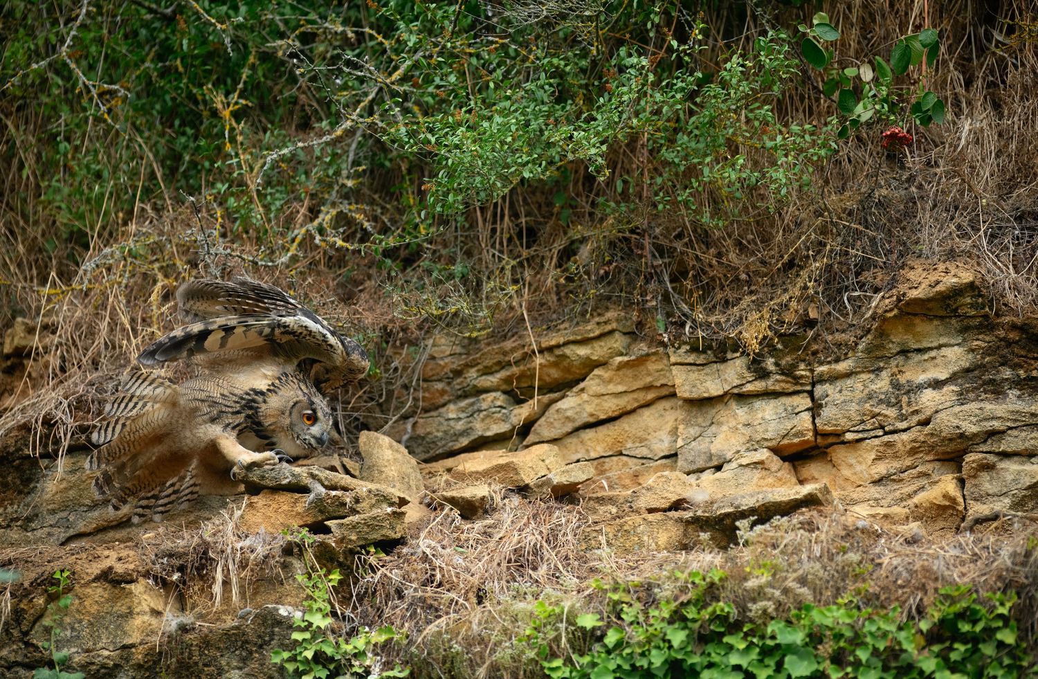 Rocky layered sandstone cliff face surrounded by dry brush and lush green trees in a natural woodland setting.