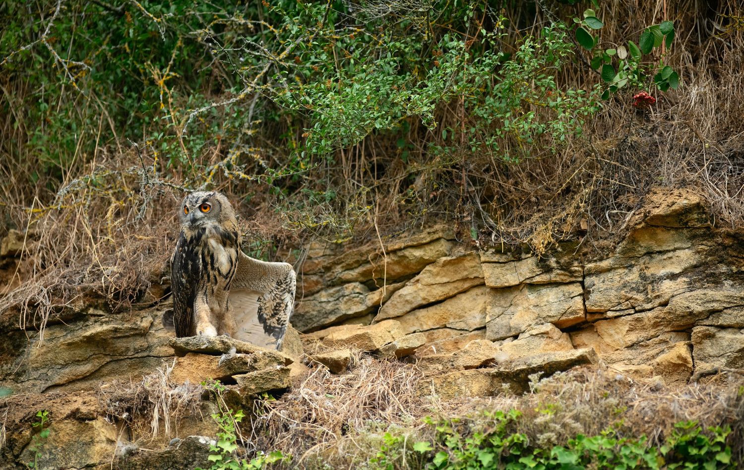 Great horned owl perched on rocky ledge with prey in its talons, surrounded by lush green forest vegetation.