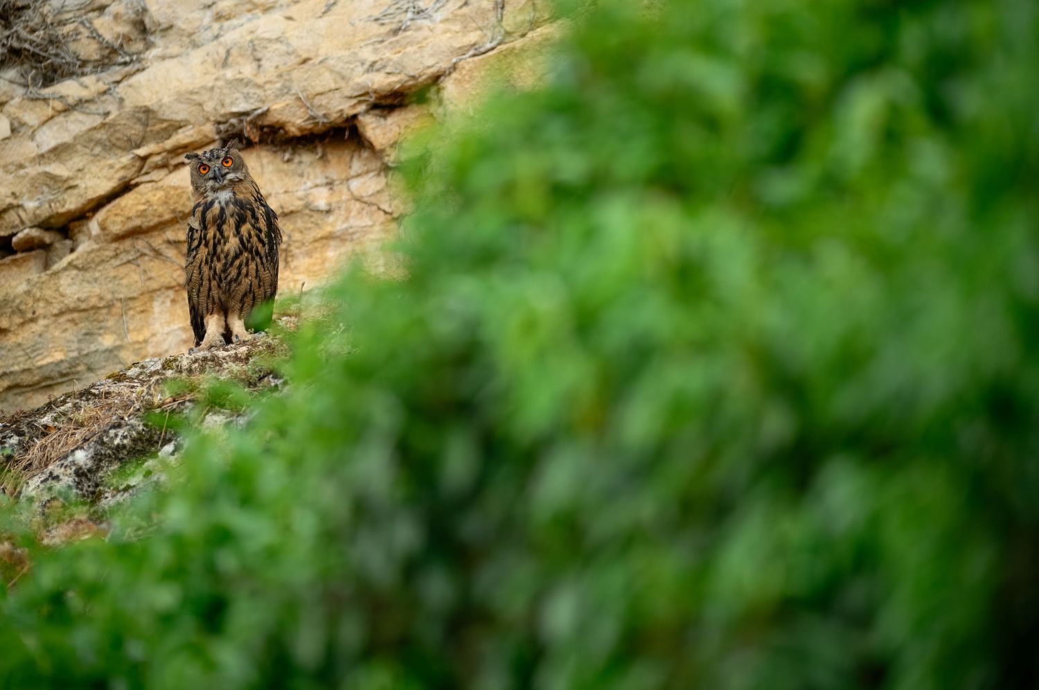 An eagle owl perched on a rocky cliff face, partially obscured by lush green foliage in the foreground.