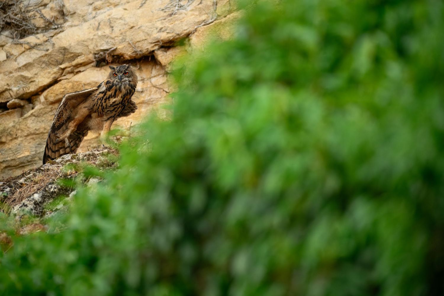 An eagle owl perches camouflaged against a rocky cliff face, partially hidden by lush green foliage in the foreground.