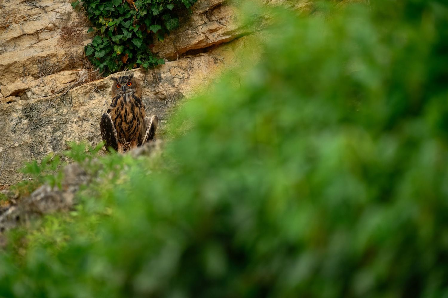 A camouflaged owl resting on a rocky ledge, blending with the stone wall surrounded by green bushes.