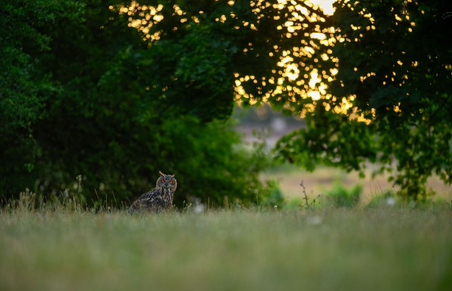 A wild bobcat sits in tall grass at golden sunset with lush green trees glowing in warm light behind it.