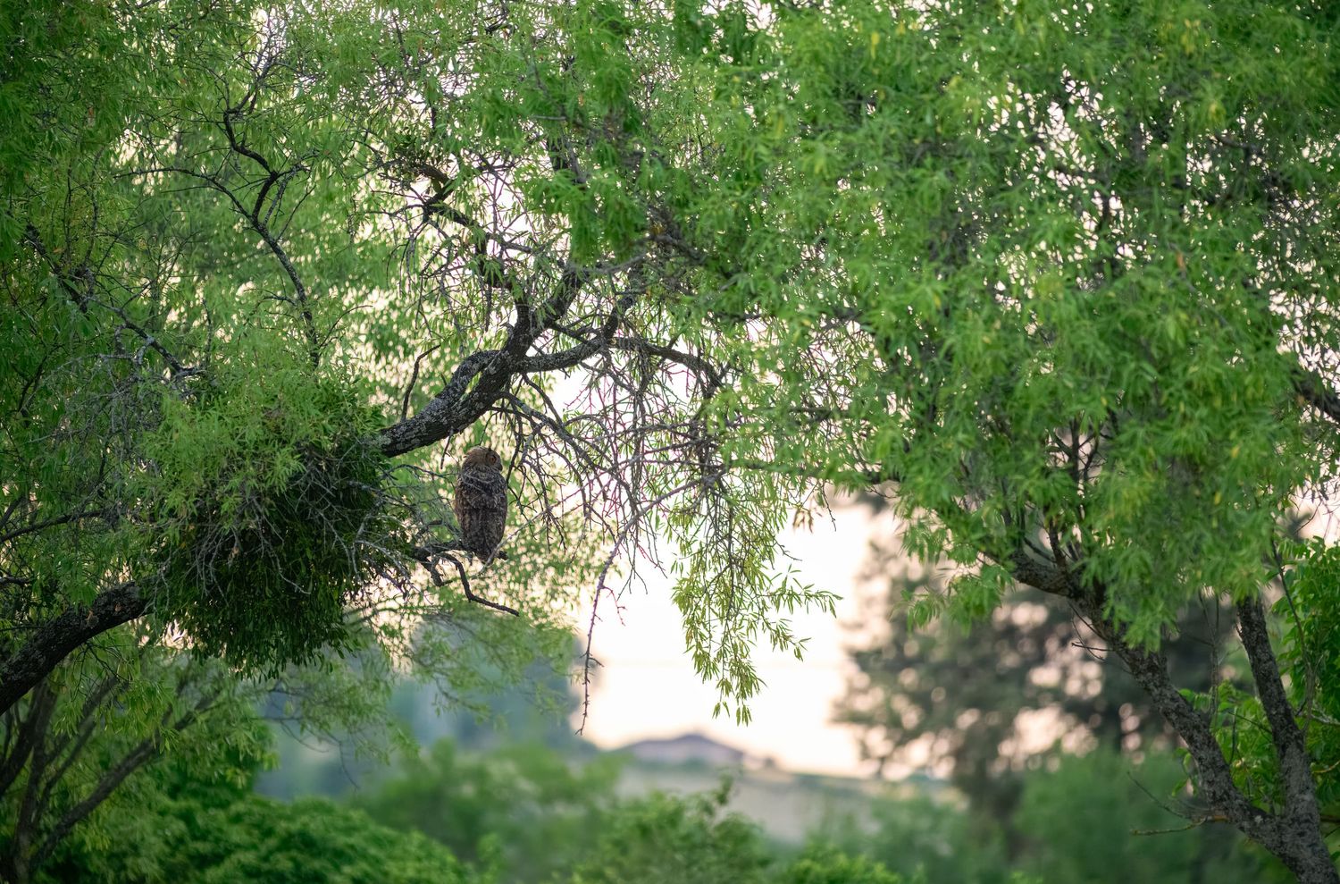 A bird of prey perches on a branch among lush green trees in a natural outdoor setting.