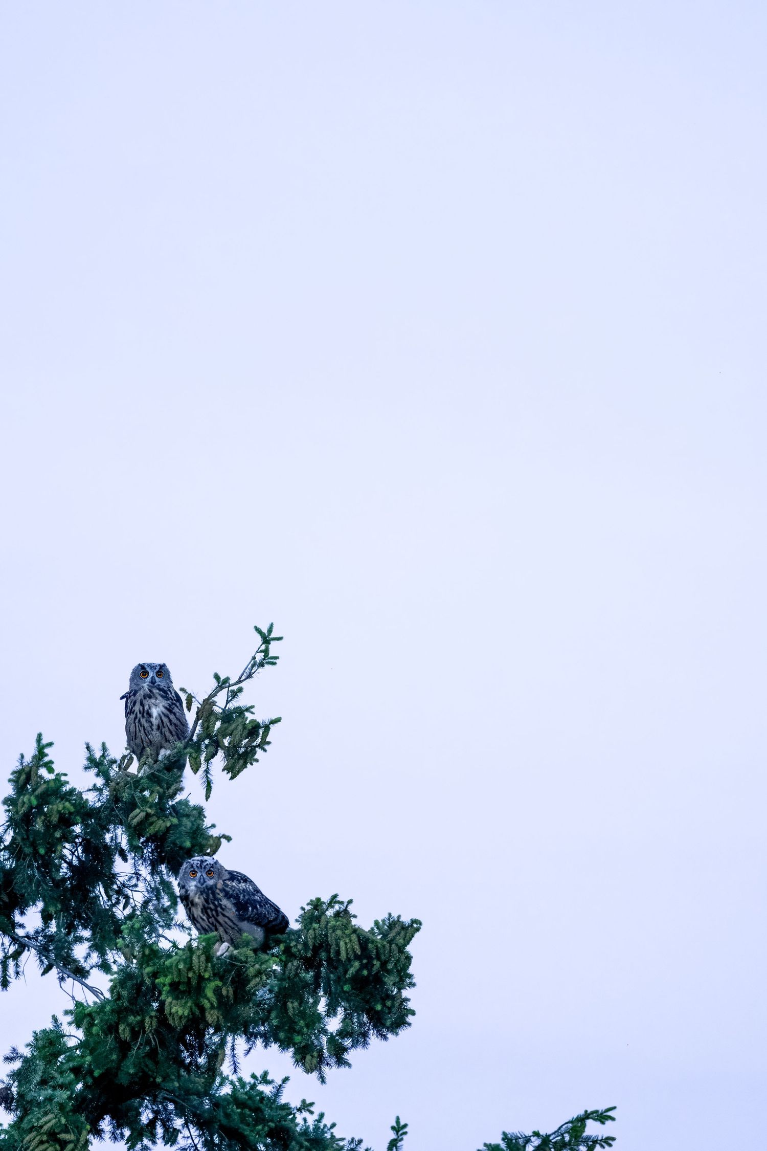 Two owls perched on top of a green evergreen tree against a pale blue-gray sky.