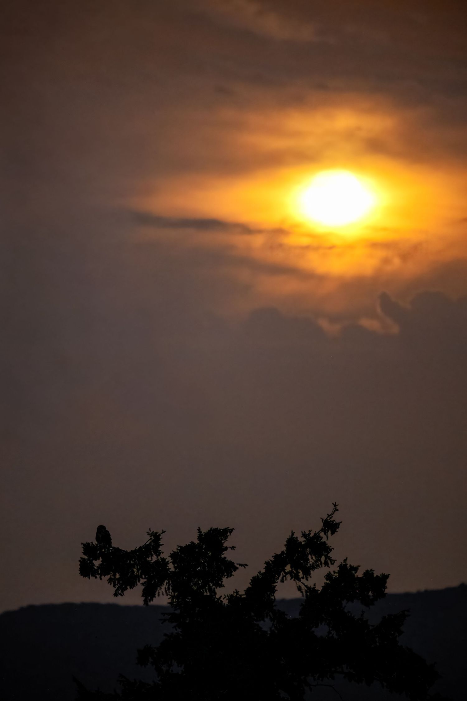 Golden sunset glowing through dramatic clouds above silhouetted tree and hills.