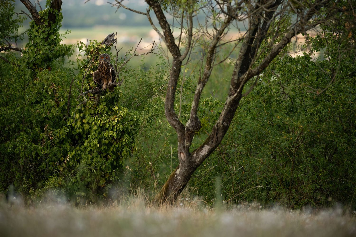 Dense green trees and shrubs in a natural landscape with tall grass in the foreground under soft natural light.