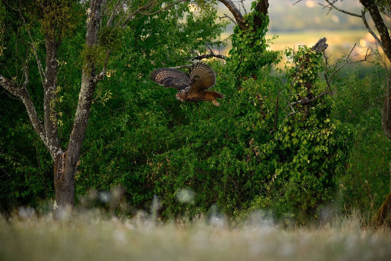 An owl in mid-flight among lush green trees in a forest at dusk.
