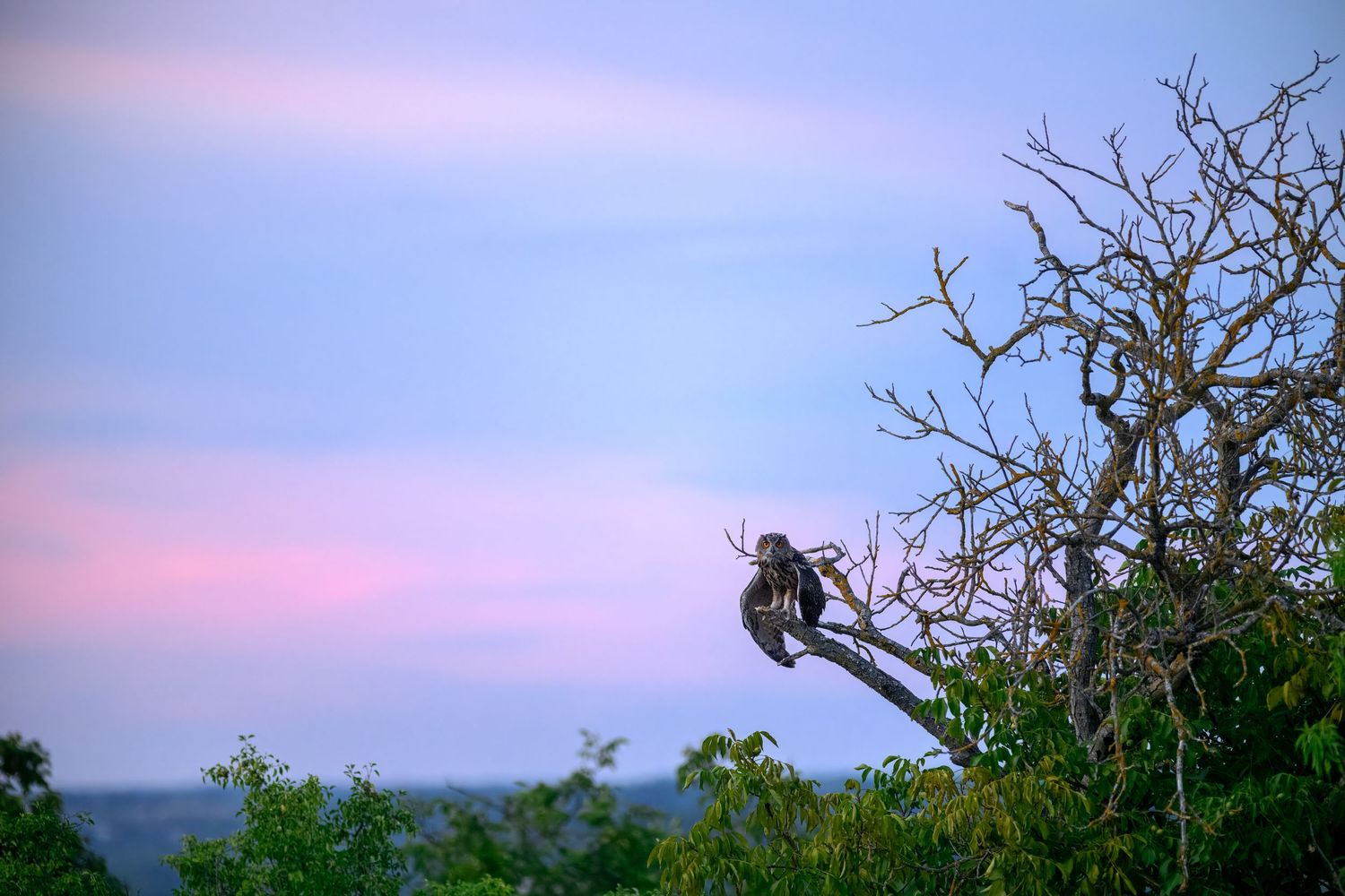 A monkey perches in a bare tree at dusk with a colorful pink and blue sky over a lush green landscape.