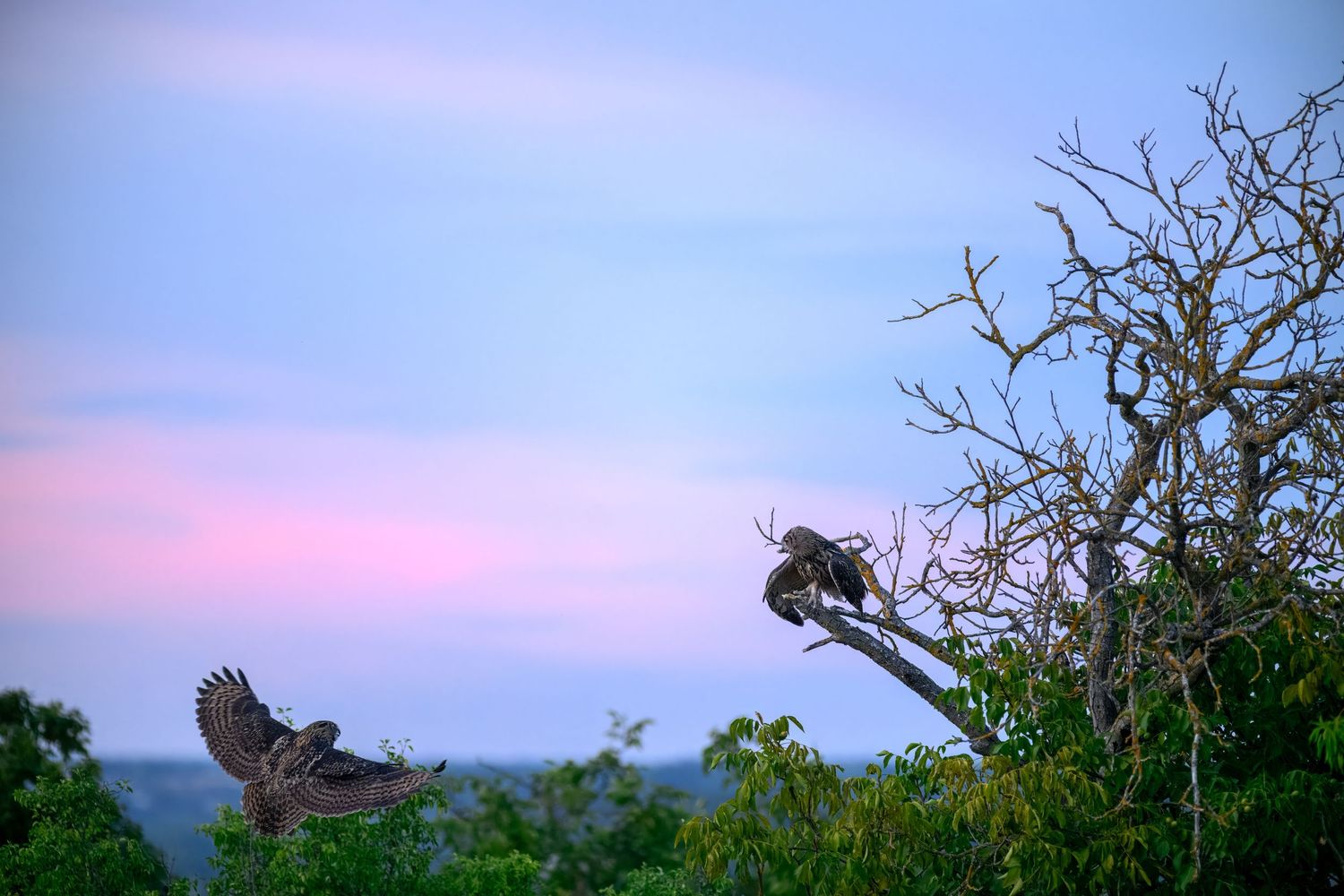 Two large birds perched and flying near a bare tree at colorful sunset.