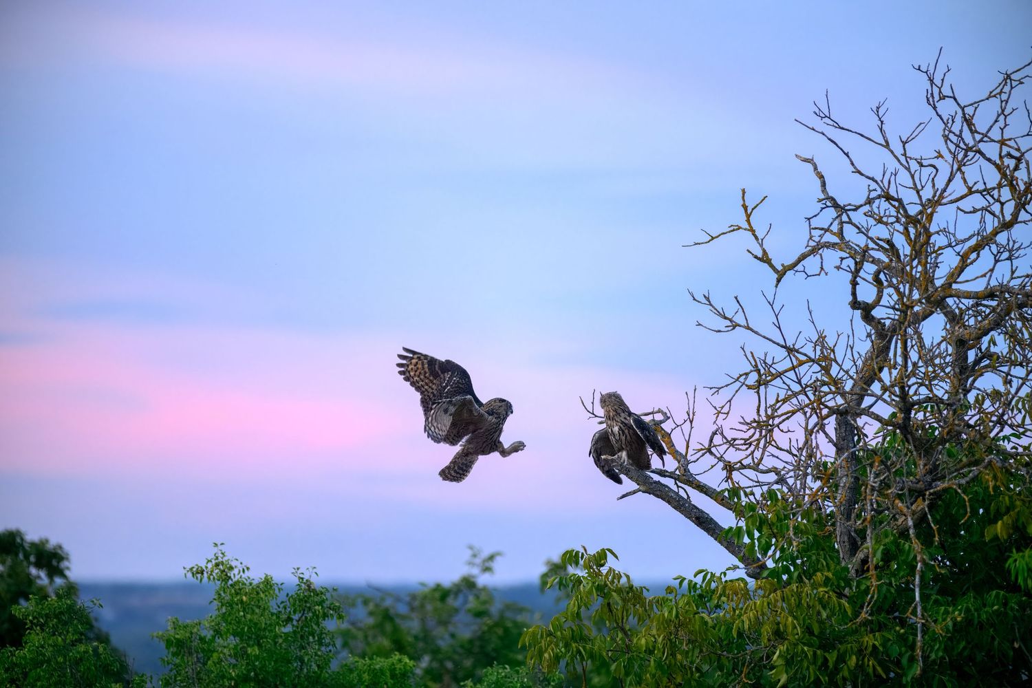 Two eagles near a bare tree at dusk, one landing and one perched, against a pink and blue twilight sky.