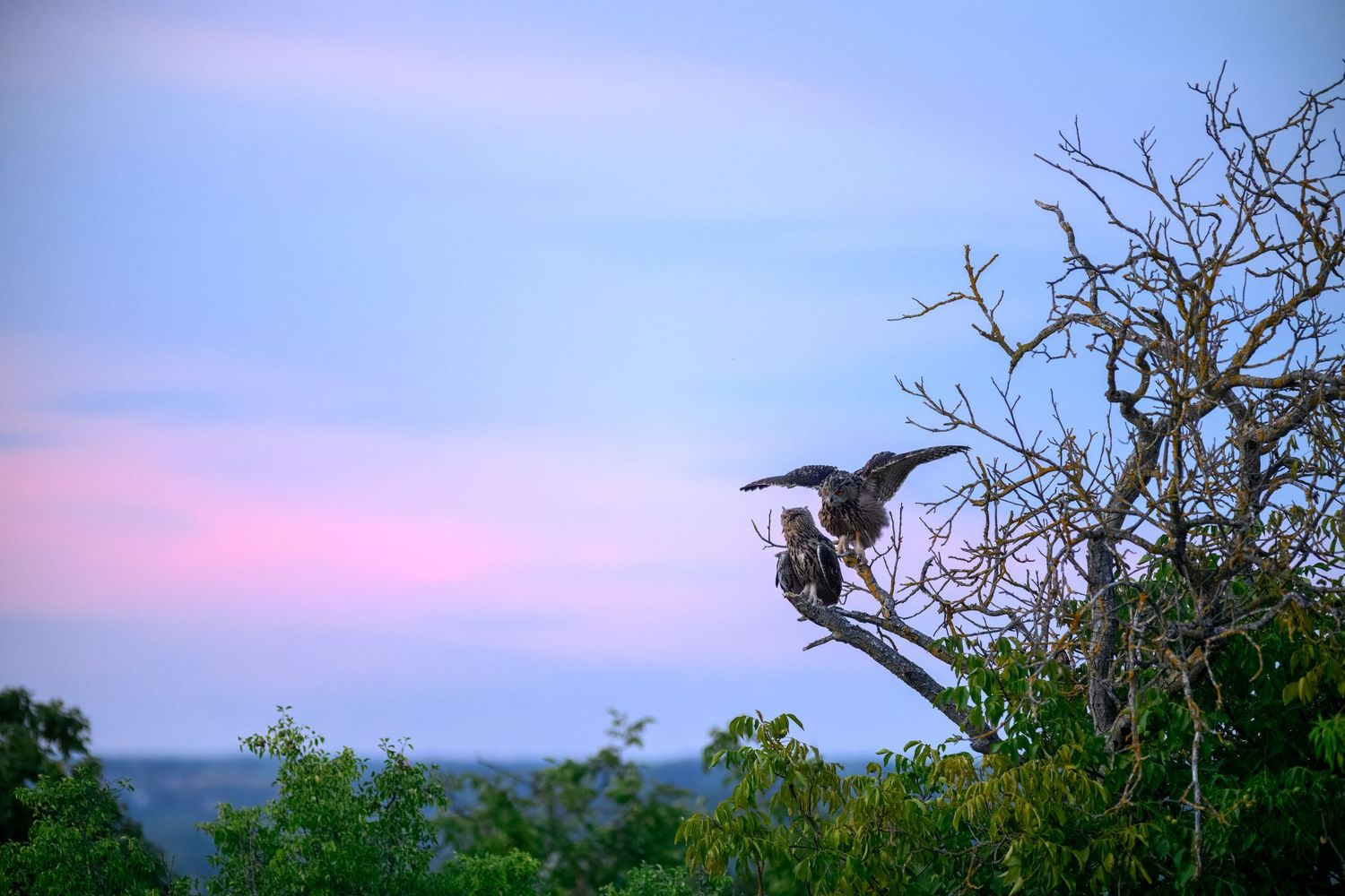 Birds perched on bare tree branches at dusk with a pink and blue sunset sky over a lush green landscape.