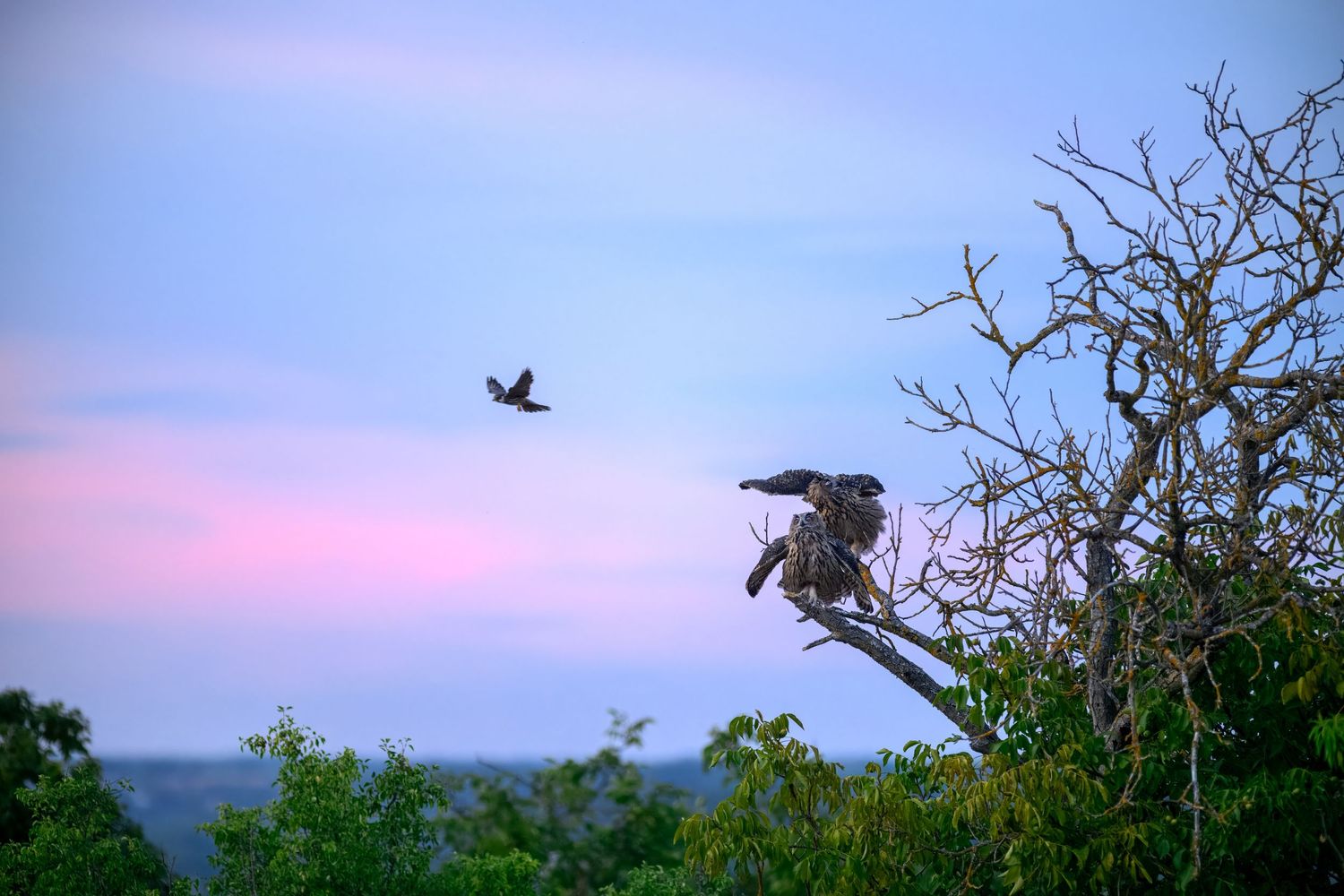 Birds perched on bare tree branches at dusk with a pink and blue sunset sky in the background.