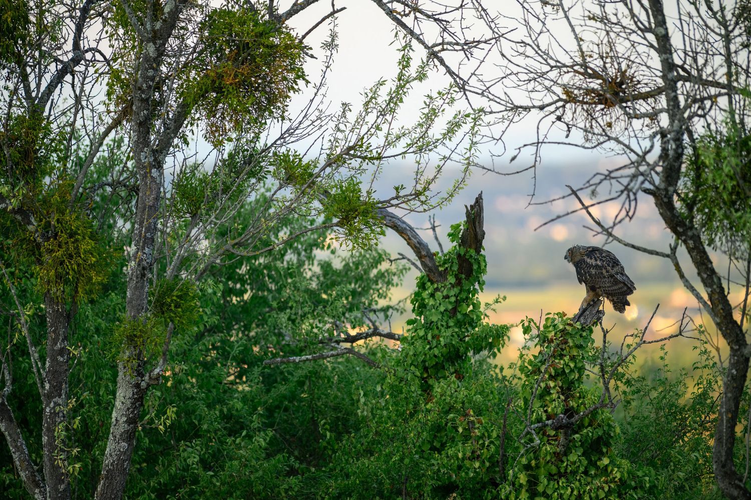 A bald eagle perched on a dead tree stump surrounded by lush green trees in a misty wilderness landscape.