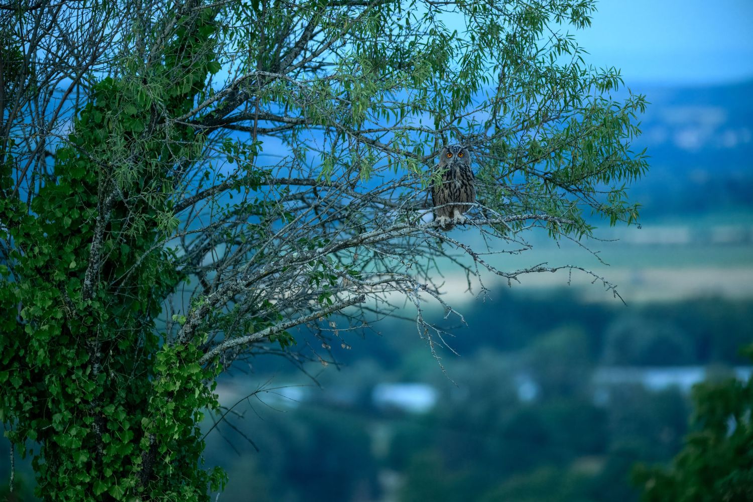 A bare tree branch with a bird nest stands against a blurred green landscape under a blue sky.