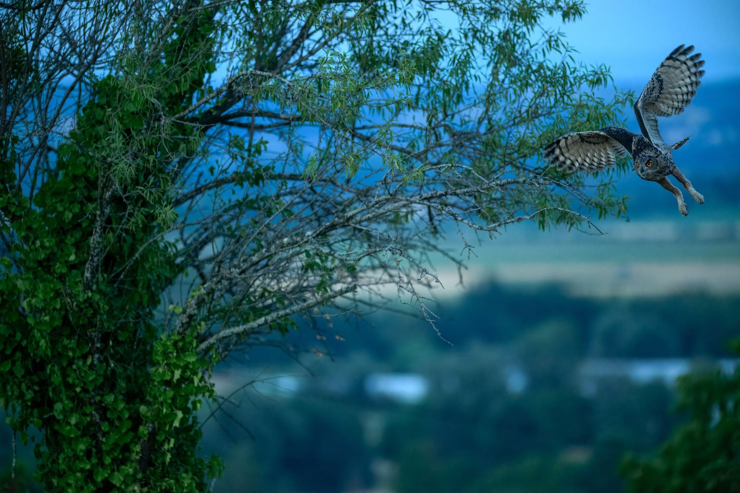 An owl in mid-flight near a tree at dusk with a scenic valley landscape in the background.