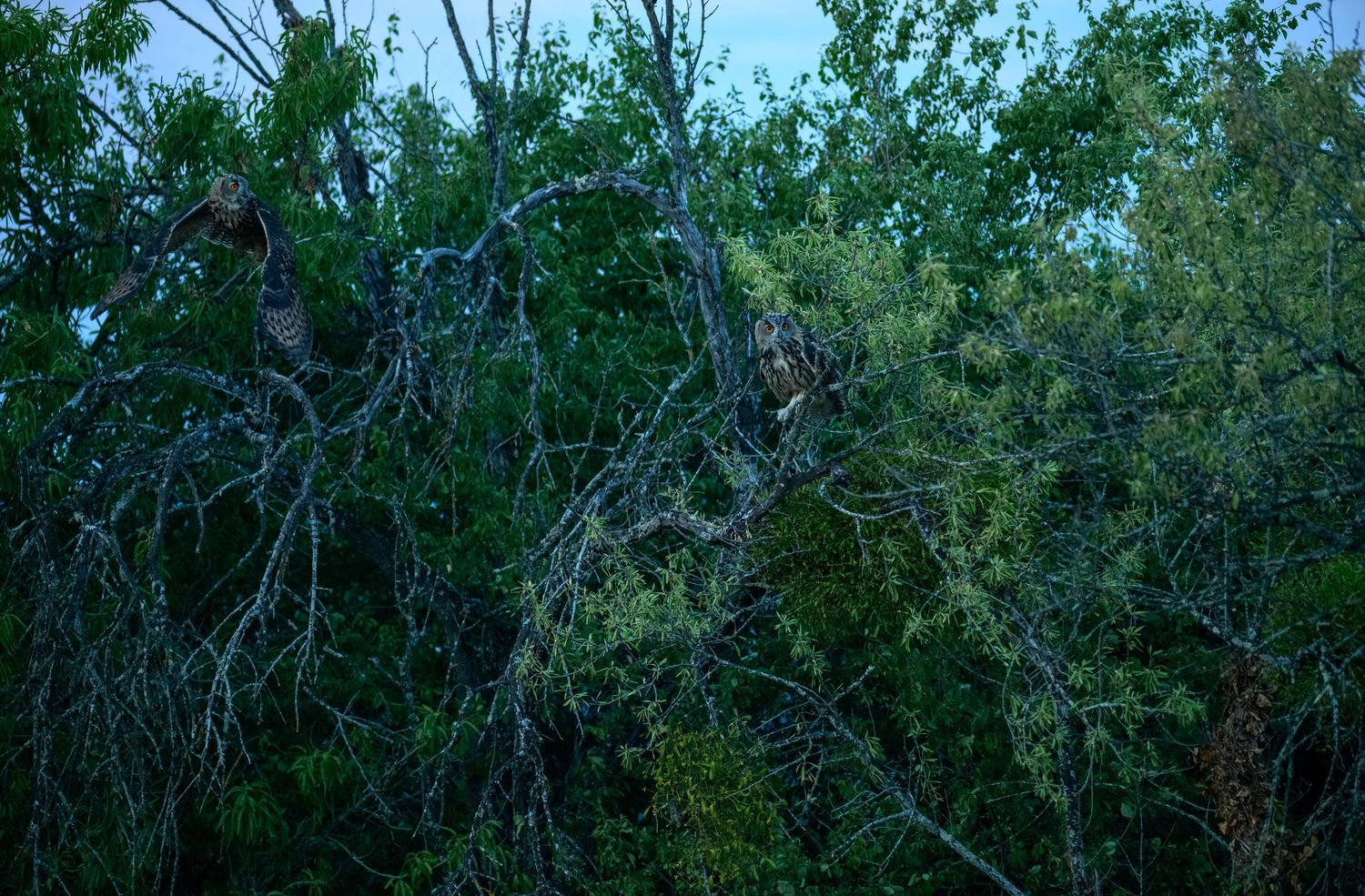Dense forest canopy with bare twisted branches intertwined among lush green foliage under a twilight sky.